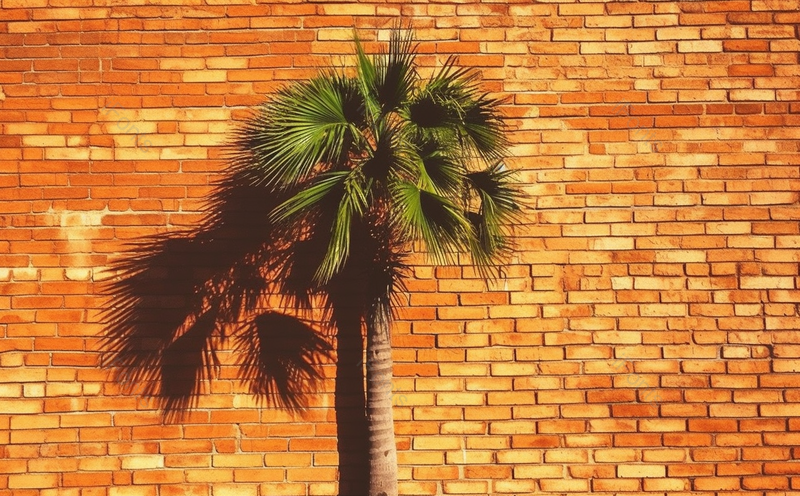 棕榈树倒影复古风砖墙特写摄影图片自然风光,高清,摄影图,摄影图片,图片大全,摄影图免费下载